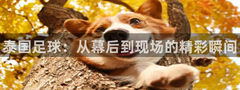 178免费足球直播：泰国足球：从幕后到现场的精彩瞬间